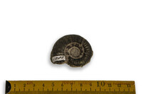 F 01985
<br/>
<br/>
<em></em>